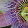 Passionsblume (Passiflora x belotii)